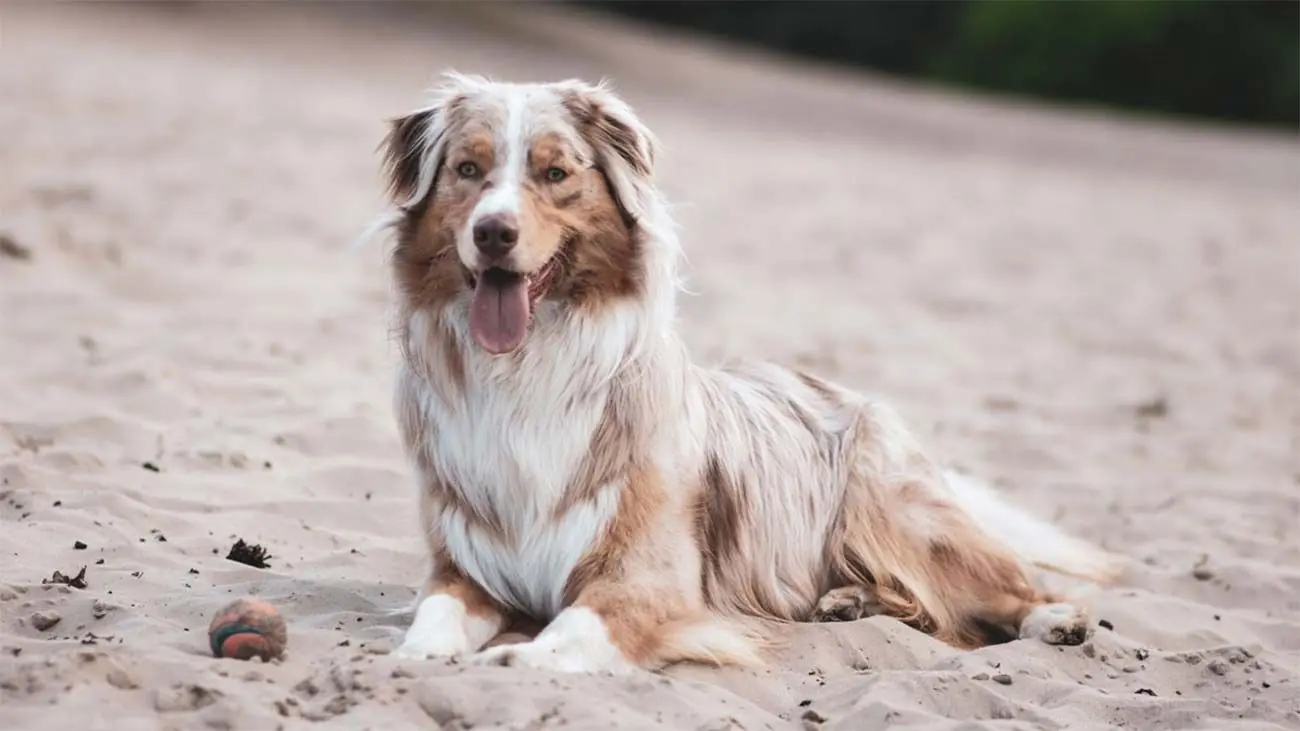 ¿Qué hacer si mi perro es diabético? Consejos y alimentación natural