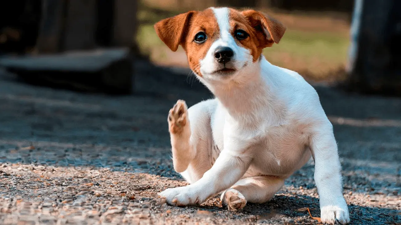Dermatitis del perro: una enfermedad de la piel que tiene que ver con la alimentación