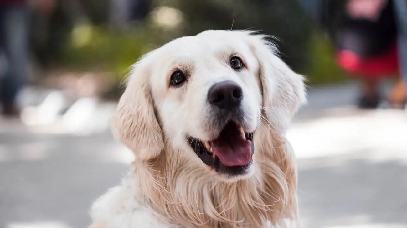 ¿Qué son las cenizas brutas en la alimentación para perros?