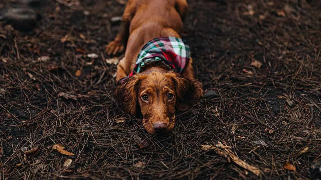 ¿Qué es la regurgitación en los perros? Causas y consejos para evitarla