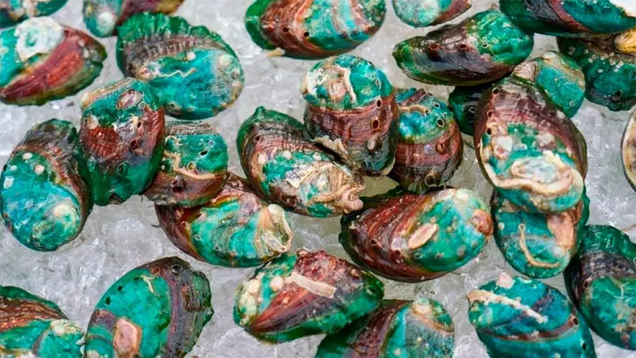 Un súper alimento: el mejillón de labio verde