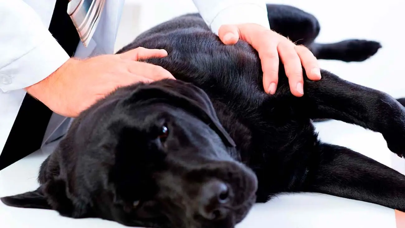 ¿Por qué se da la torsión de estómago en perros? Causas y prevención