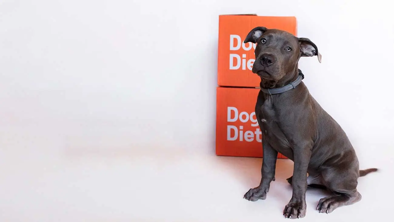 Quelle est la meilleure alimentation pour mon chiot ?
