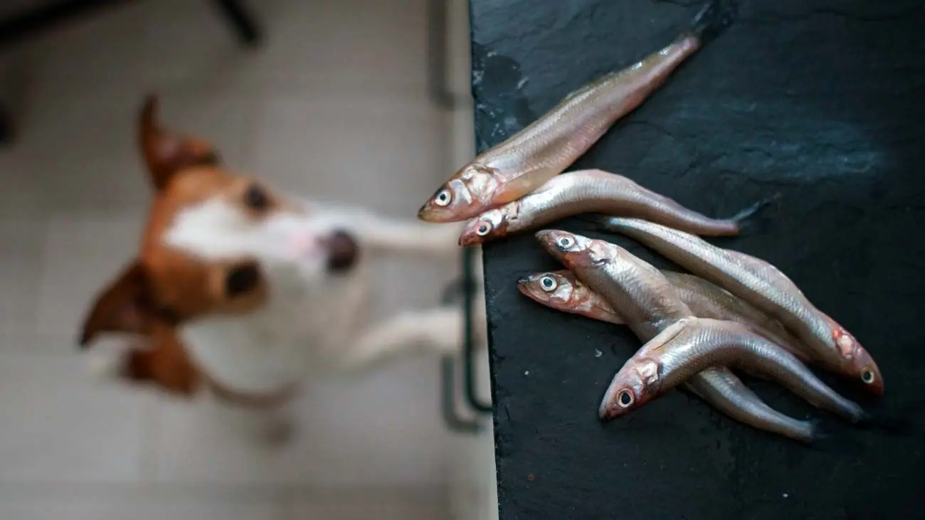 ¿Por qué es bueno dar pescado a nuestro perro?