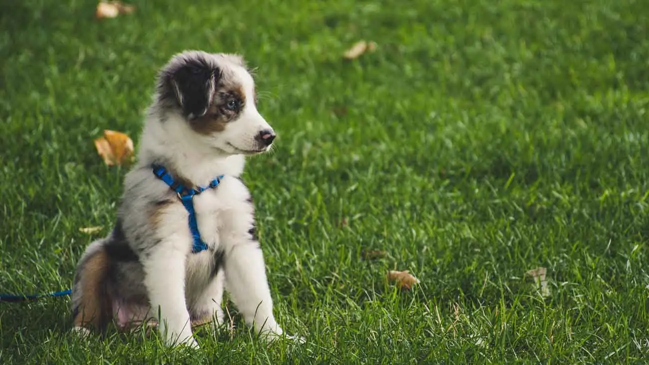¿Cómo introducir a mi cachorro a la comida natural?