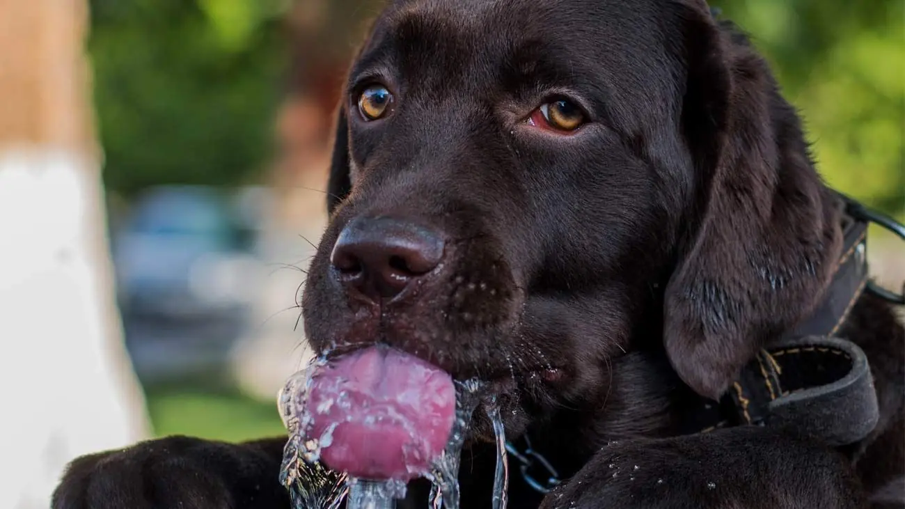Mejorando la hidratación de tu perro: Agua y comida natural 