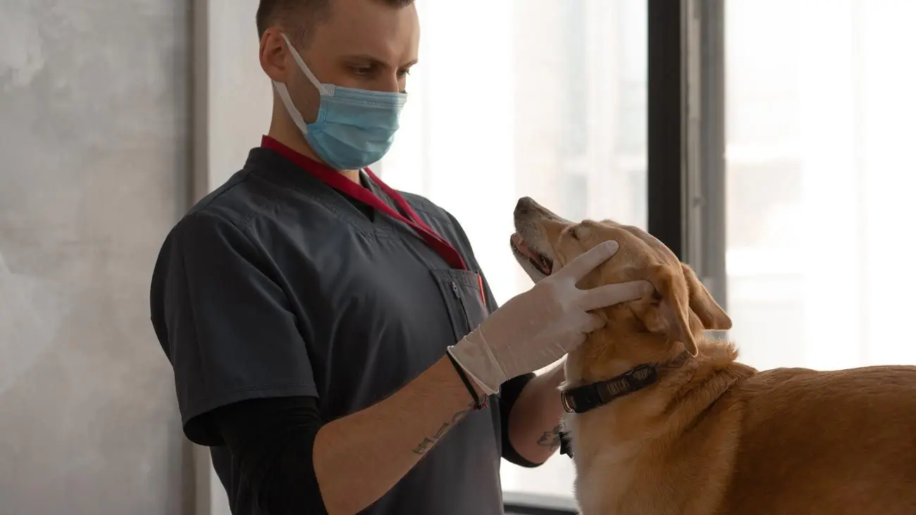 L'importance de faire appel à un nutritionniste canin