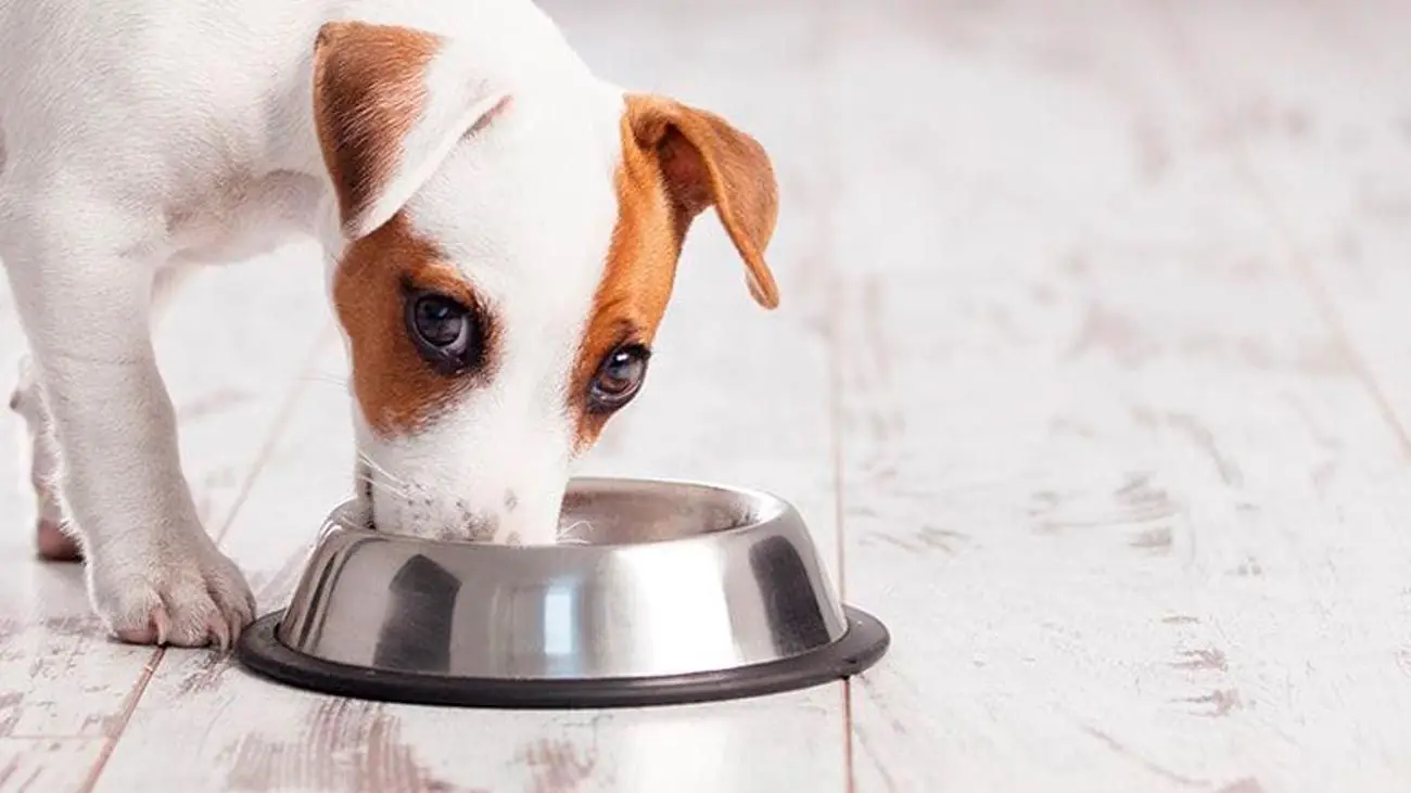 Pourquoi mon chien mange-t-il moins ?