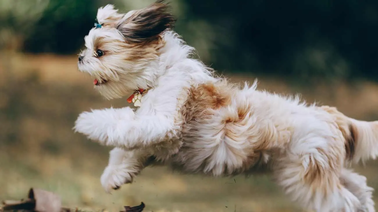 Les meilleurs chondroprotecteurs naturels pour votre chien