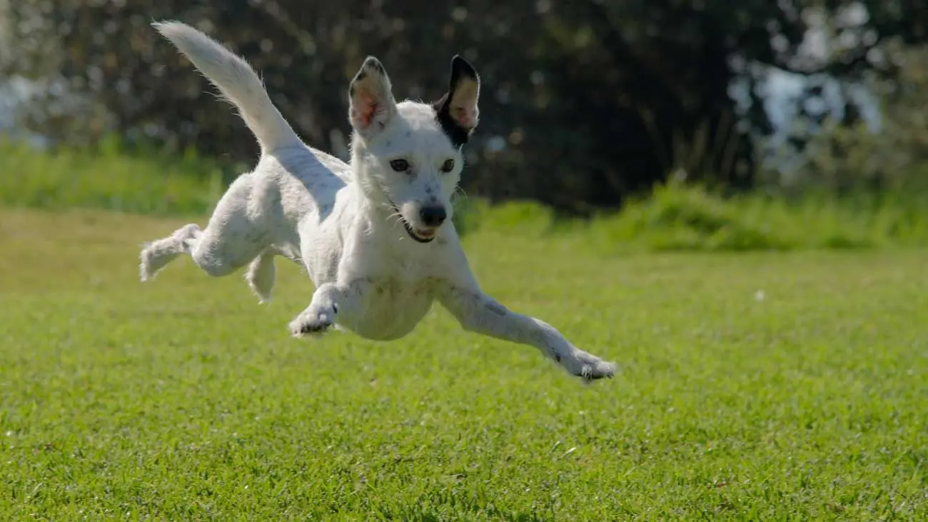 ¿Cómo fortalecemos las articulaciones de nuestros perros?
