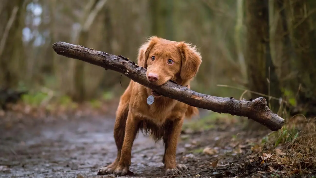 Comment faire prendre du poids à mon chien ?&nbsp;