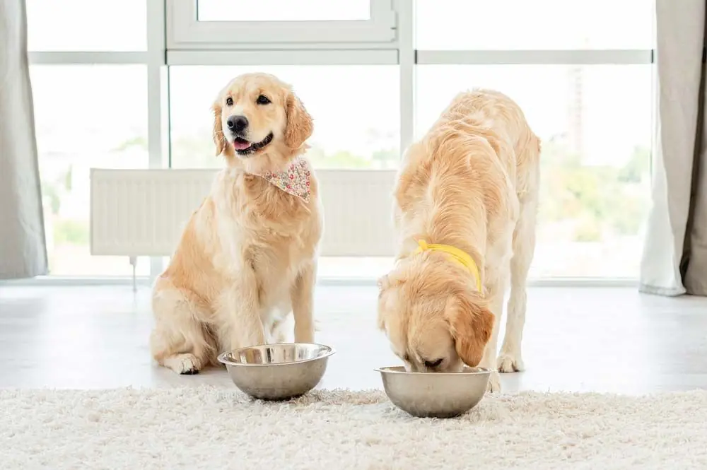 que tipo de comida natural debo dar a mi perro