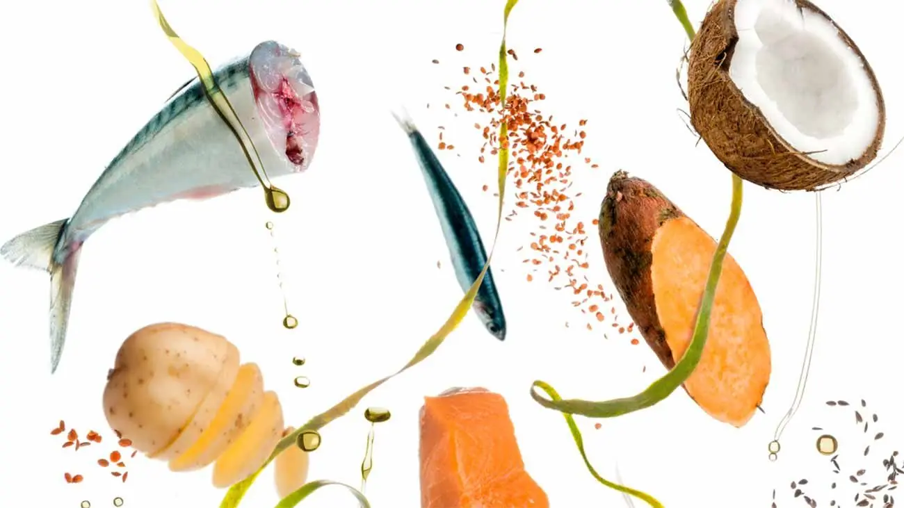 Integratori per cani: è necessario aggiungerli alla dieta Dogfy?