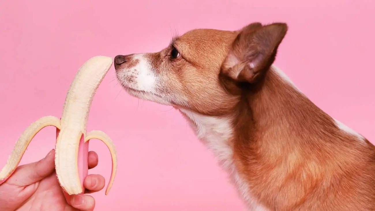 Alimentos naturales aptos para darle a tu perro