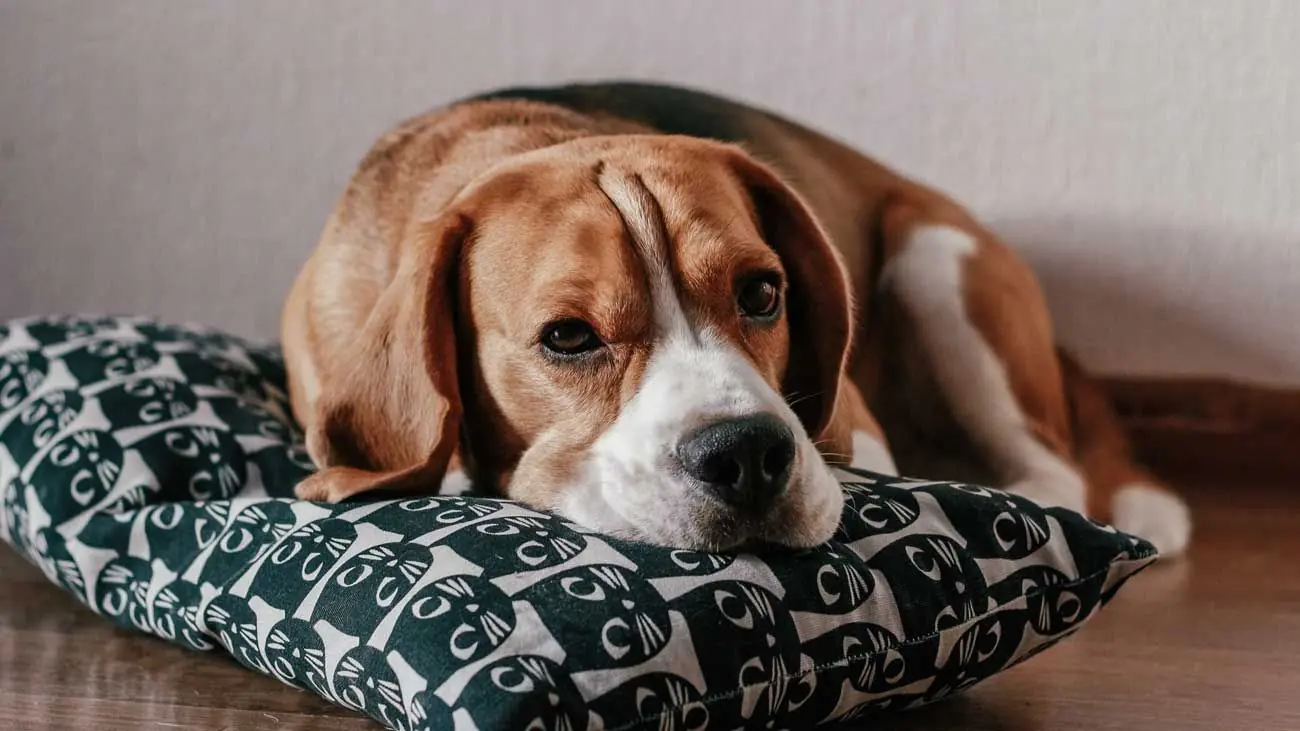 La enfermedad del moquillo en perros: qué es, prevención y tratamiento