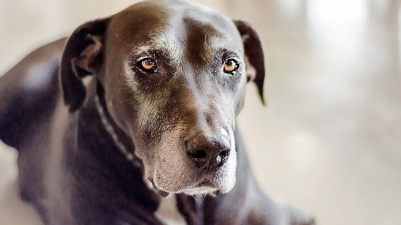 Transition alimentaire pour les chiens seniors ou les estomacs sensibles
