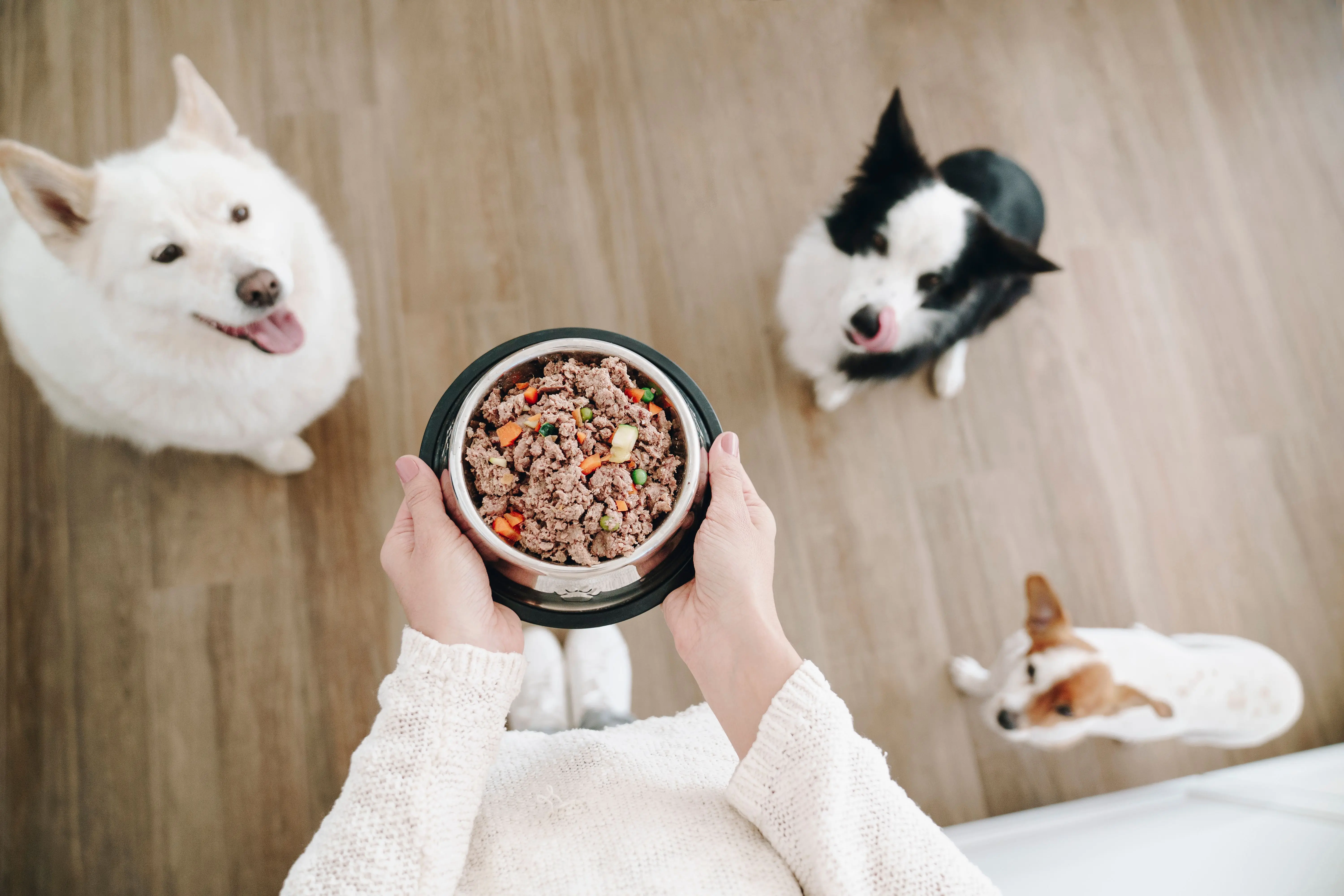 Come alimentare il cane in modo naturale?