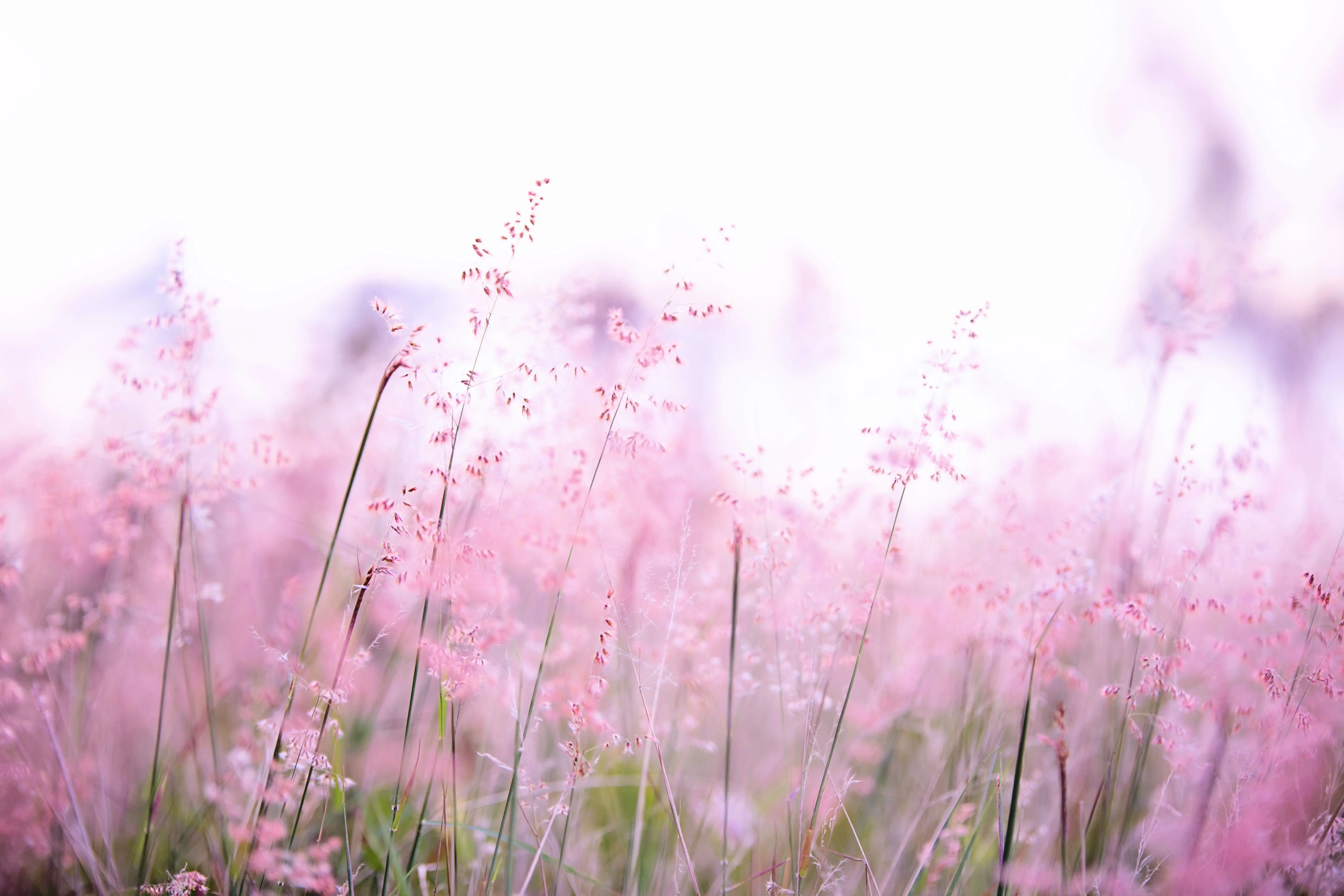Complément alimentaire naturel pour chiens avec les fleurs de Bach