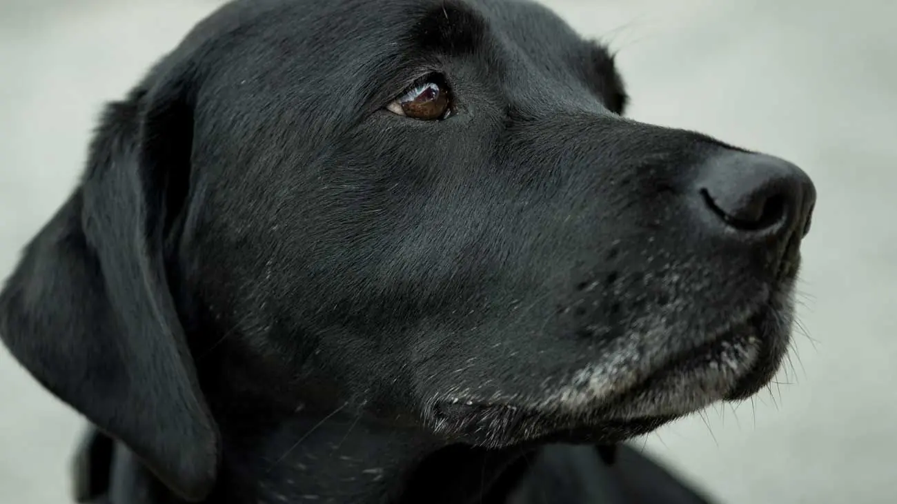 ¿Qué es la insuficiencia renal en perros?