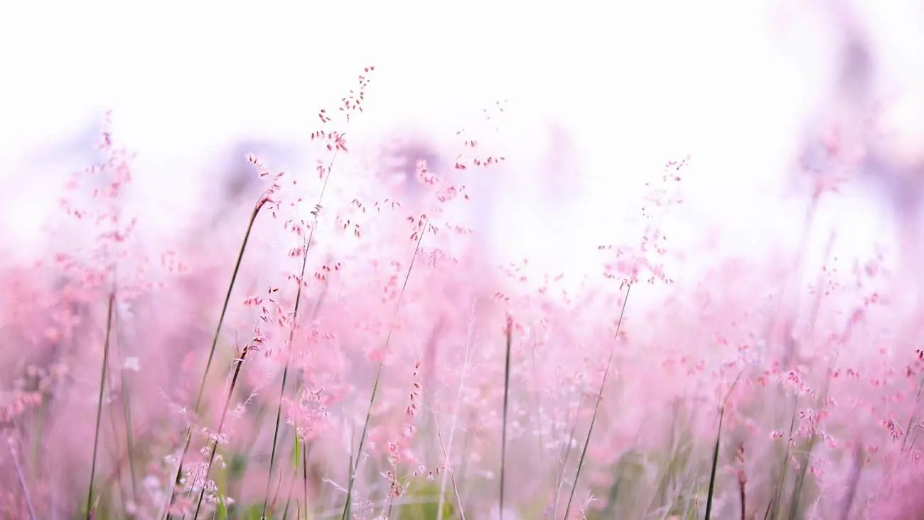 Suplementación natural para perros con Flores de Bach