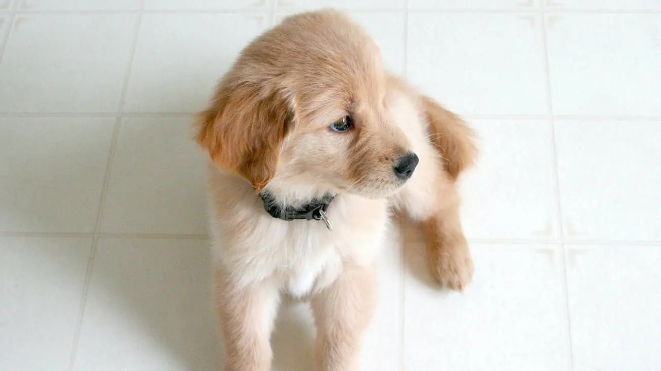 Comment faire la transition vers une alimentation naturelle pour les chiots ?