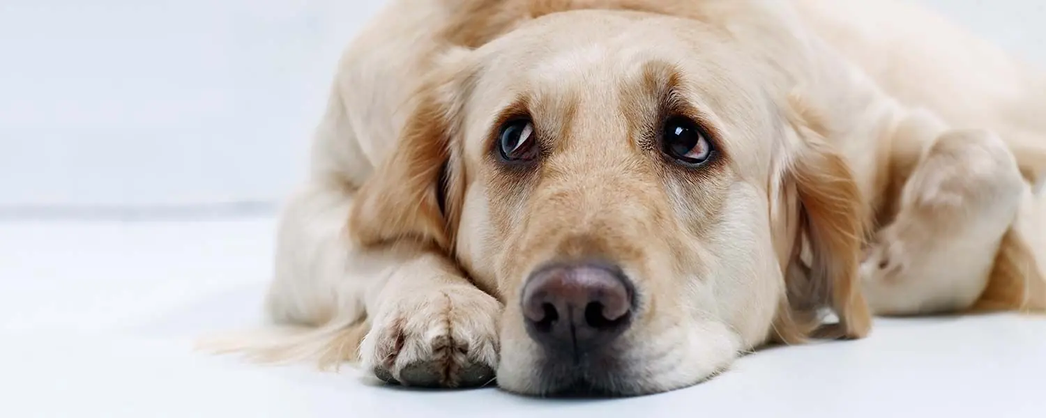 Depresión en perros: Comprende, detecta y ayuda a tu perro a superar la tristeza