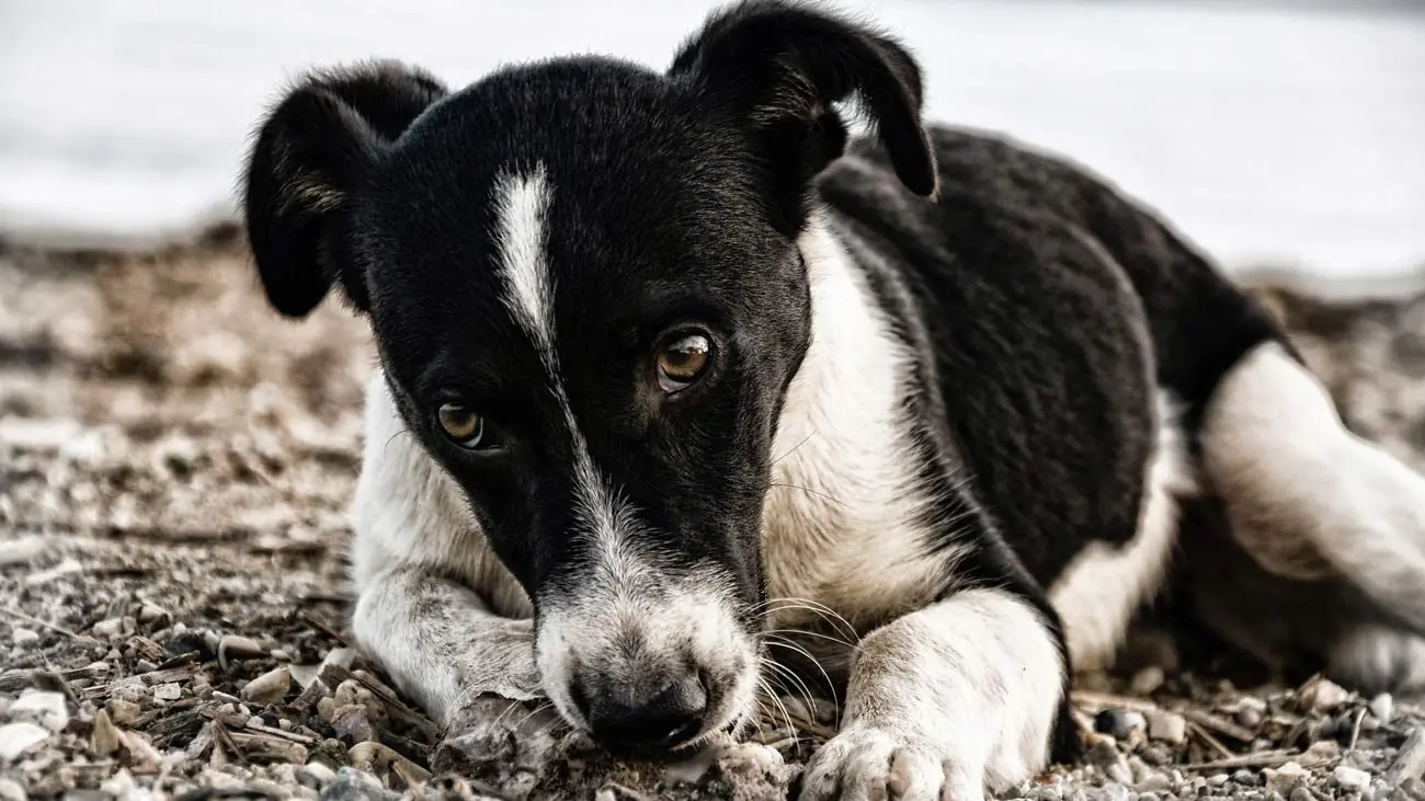 La depressione nei cani: come individuarla e gestirla