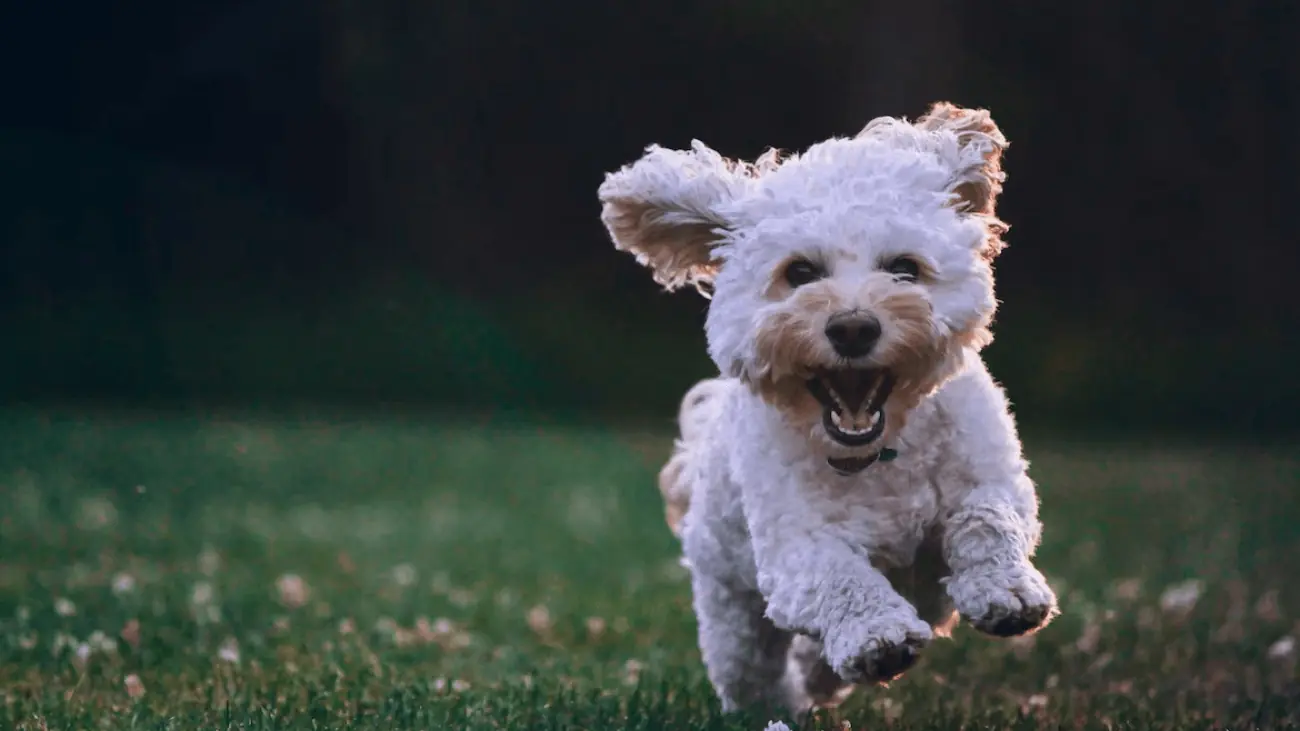 Quanta attività fisica deve fare un cane?