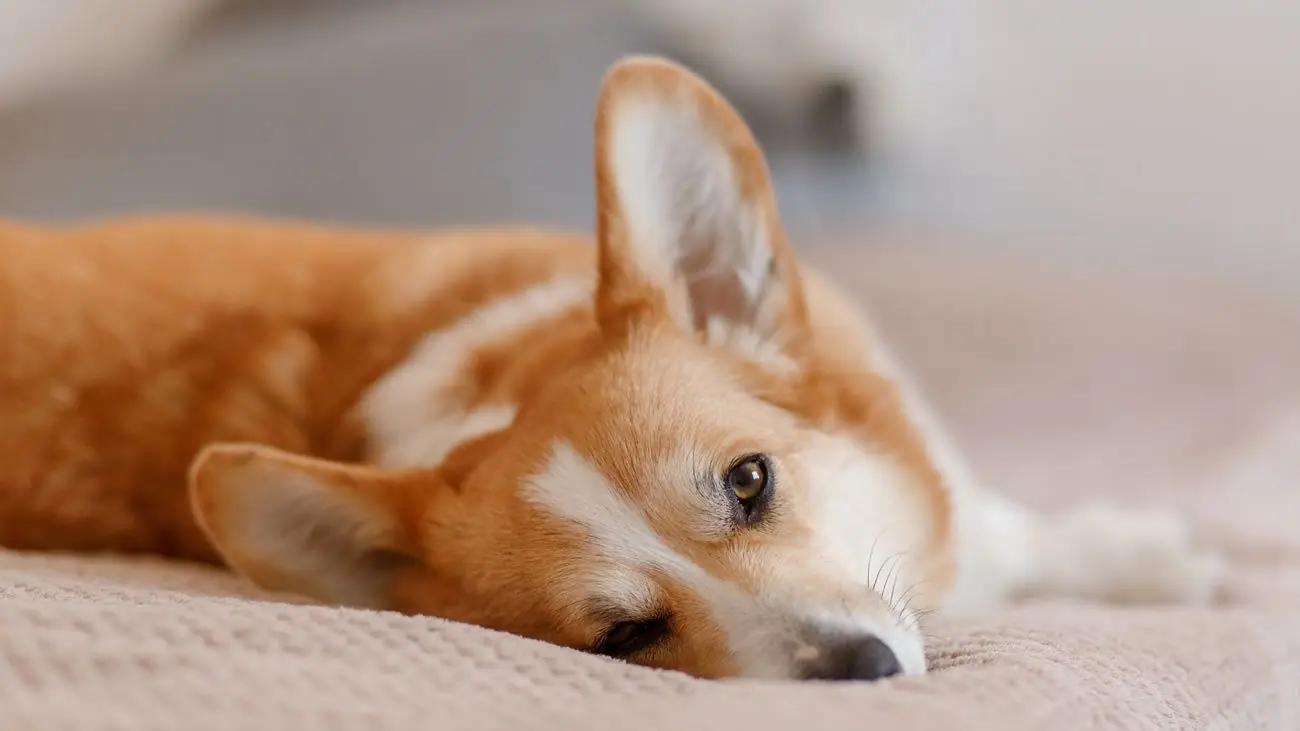 Dieta natural para perros con cáncer