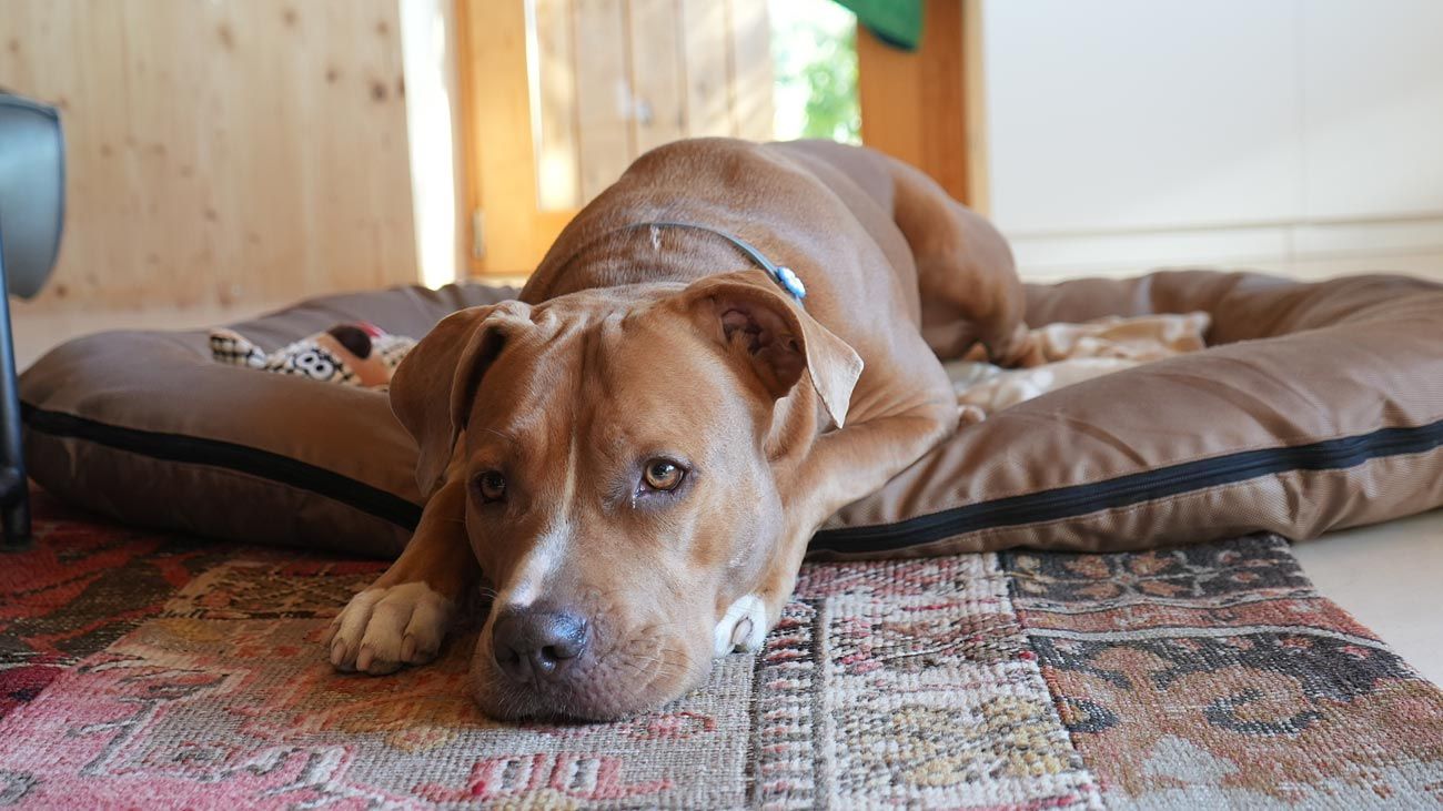 Chien ayant une pathologie