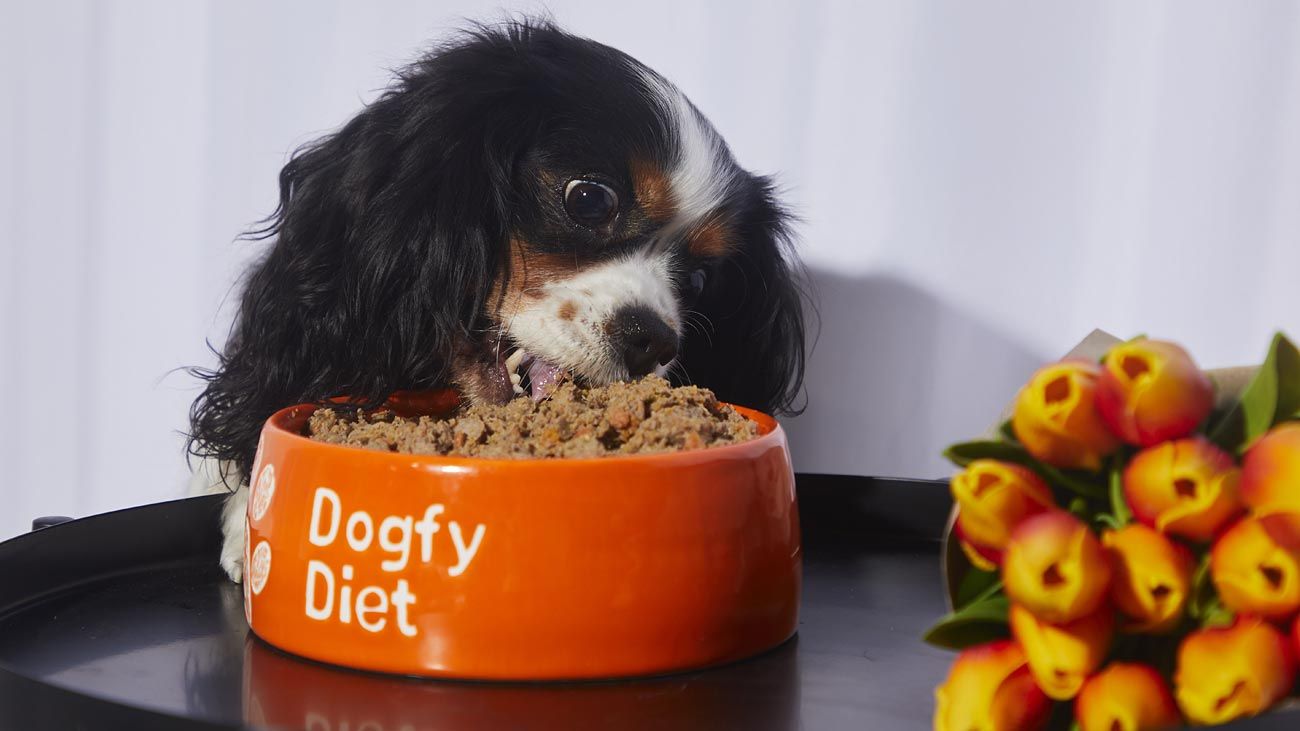 Chien qui mange de la nourriture naturelle