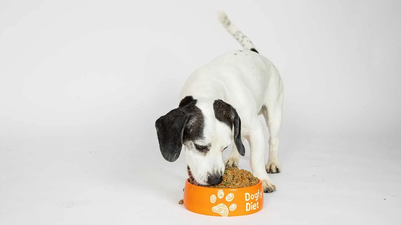 5 mythes sur l'alimentation naturelle pour chiens