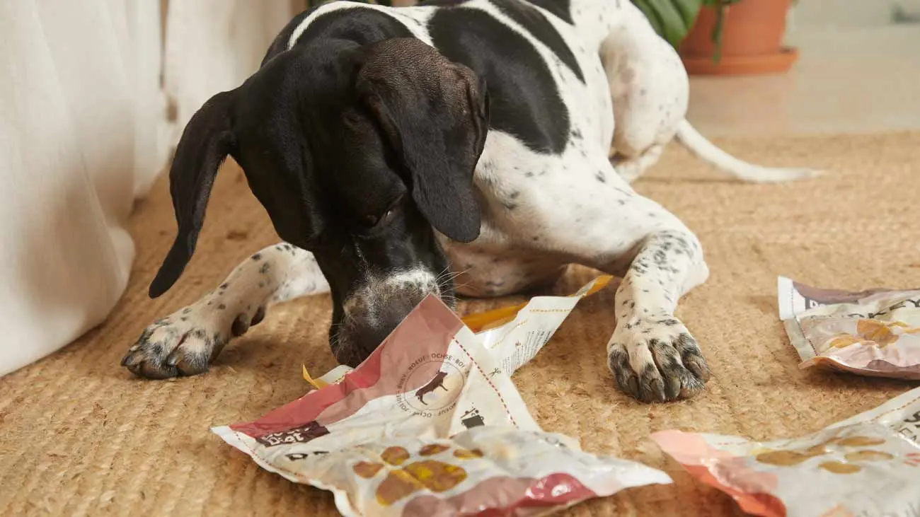 Quanto deve mangiare al giorno un cane?