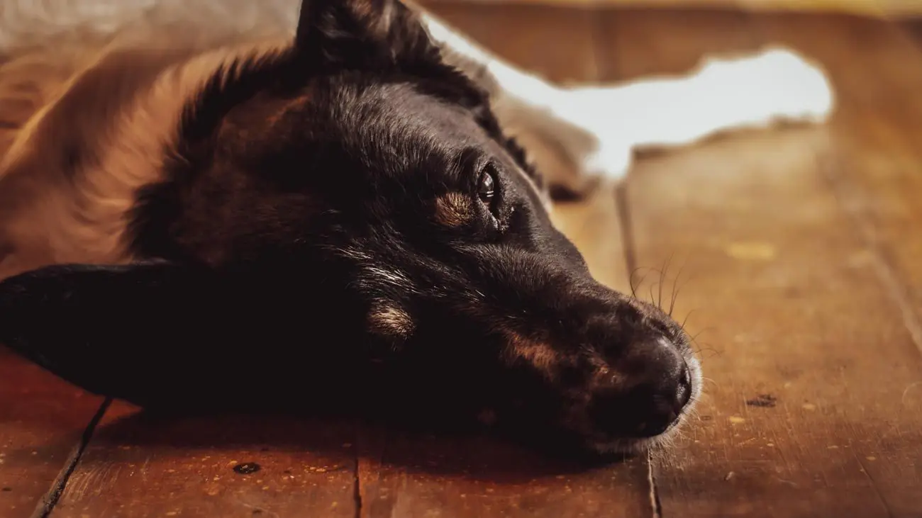 ¿Qué son los cálculos renales en perros?
