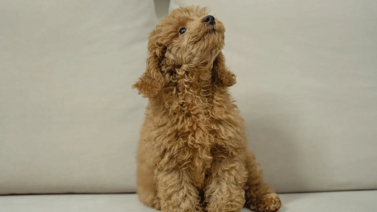 Détoxication : Comment passer des croquettes à Dogfy ?