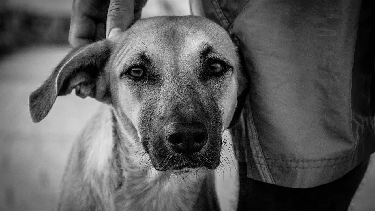 ¿Cómo cuidar a un perro con Leishmaniasis?