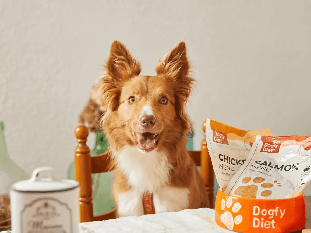 Border Collie: origine, carattere e peculiarità
