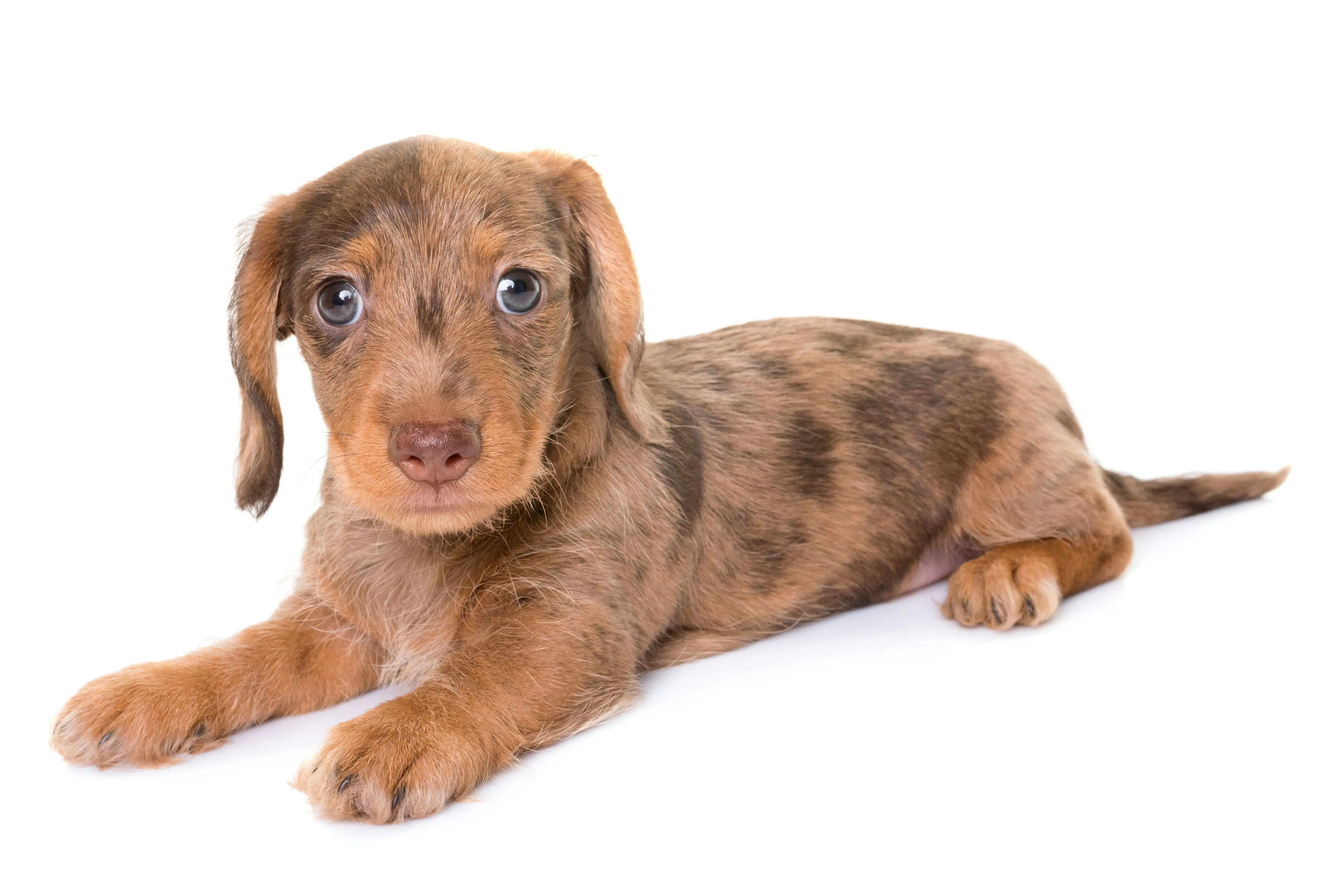 chiots teckel alimentation
