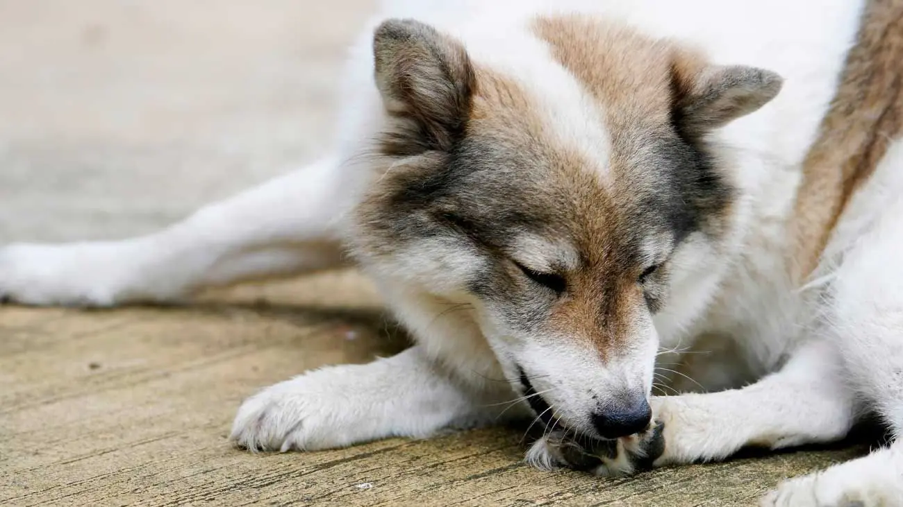 ¿Por qué los perros lamen sus patas?