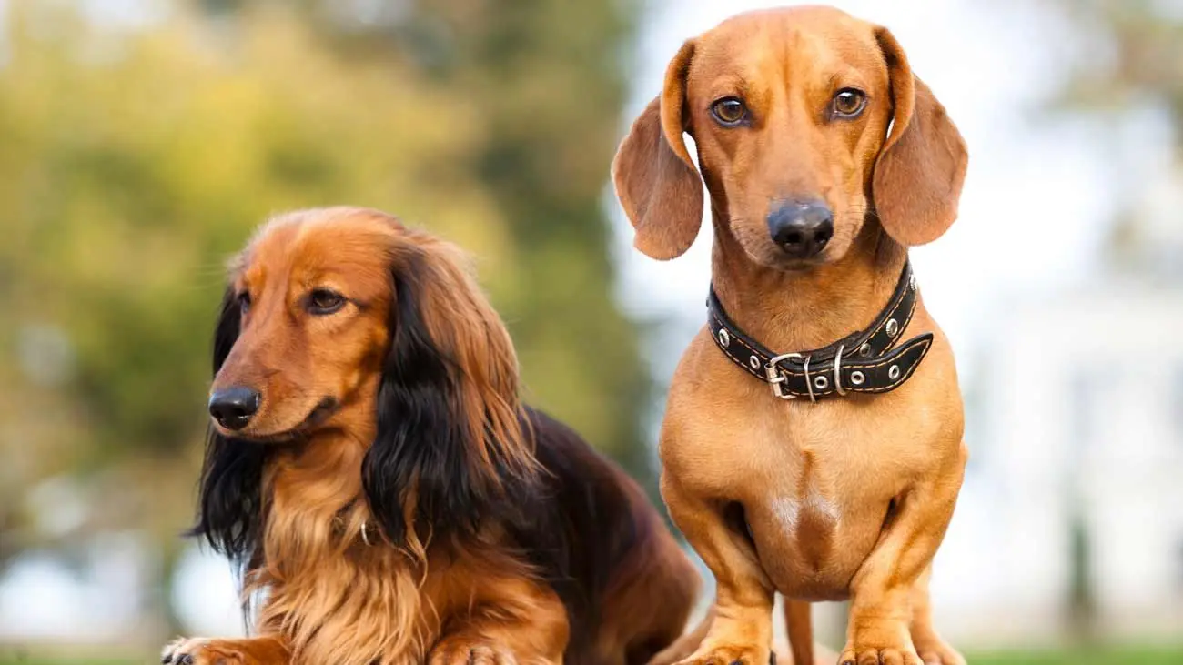 Teckel: Todo sobre esta Raza de Perros