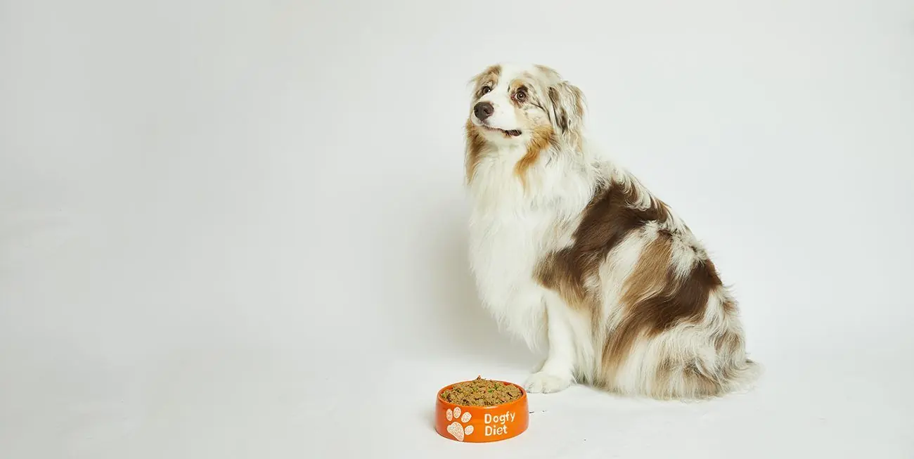 Pourquoi mon chien mange-t-il moins ?