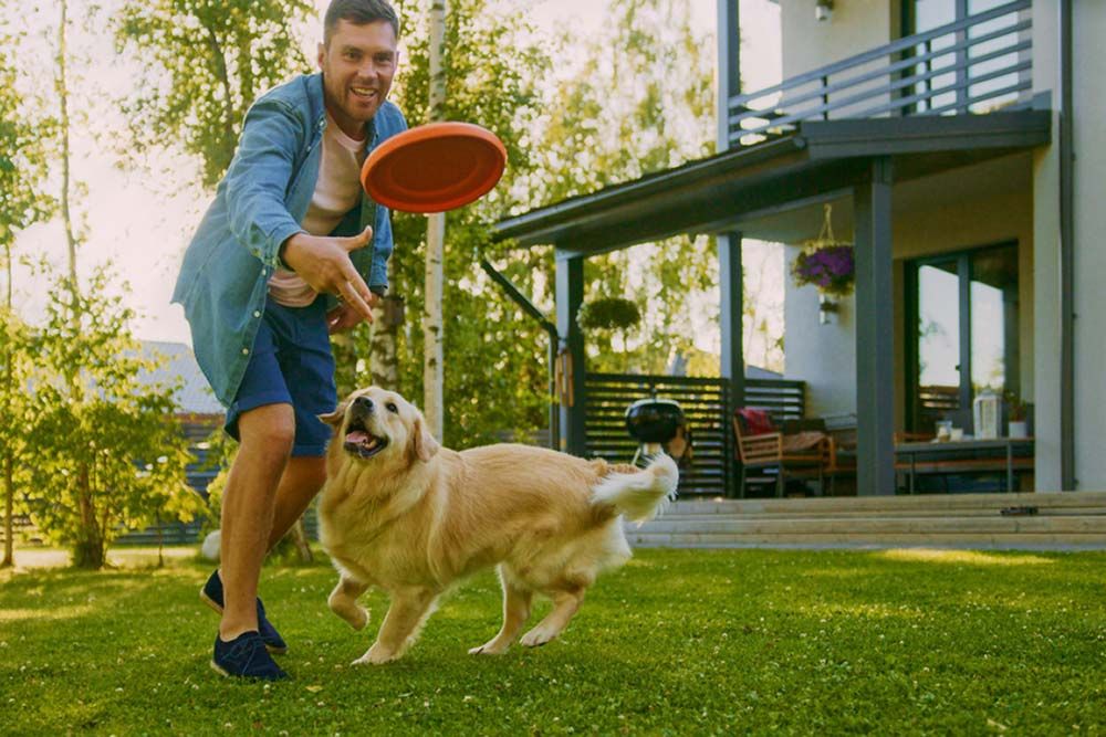 Golden Retriever en train de jouer