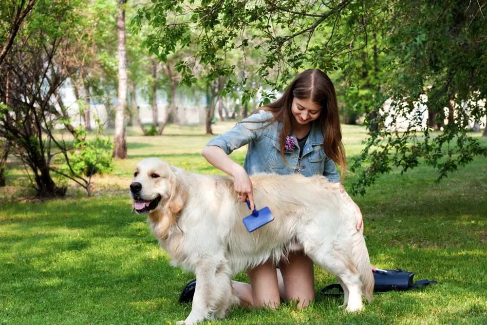 Pelage du Golden Retriever