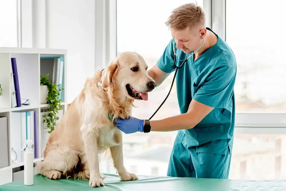 Golden Retriever dal veterinario