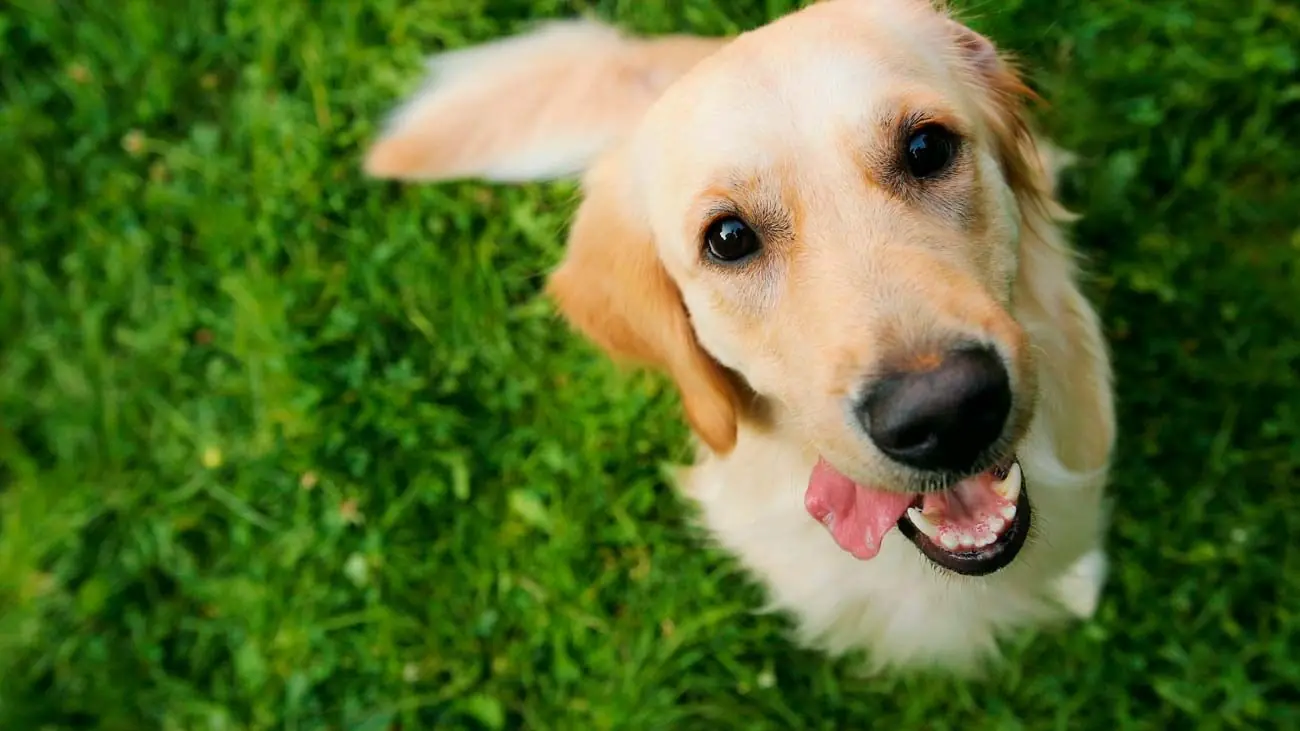 Golden Retriever in piscina
