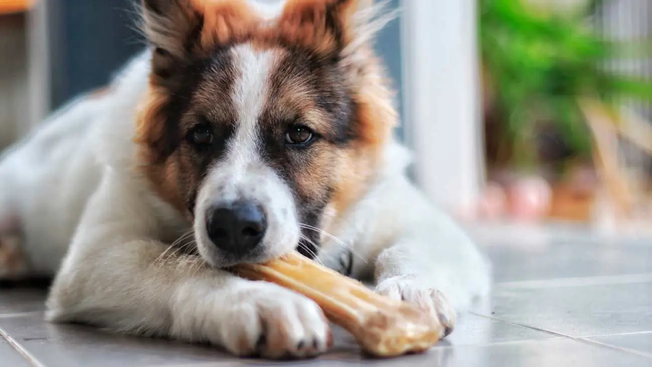 Cómo calmar la ansiedad en perros: Guía Completa