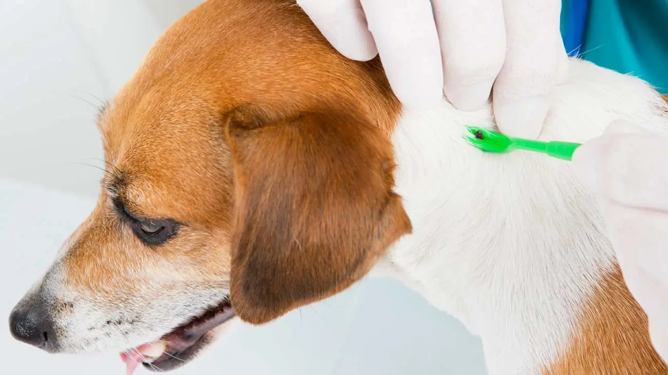 chien avec des puces