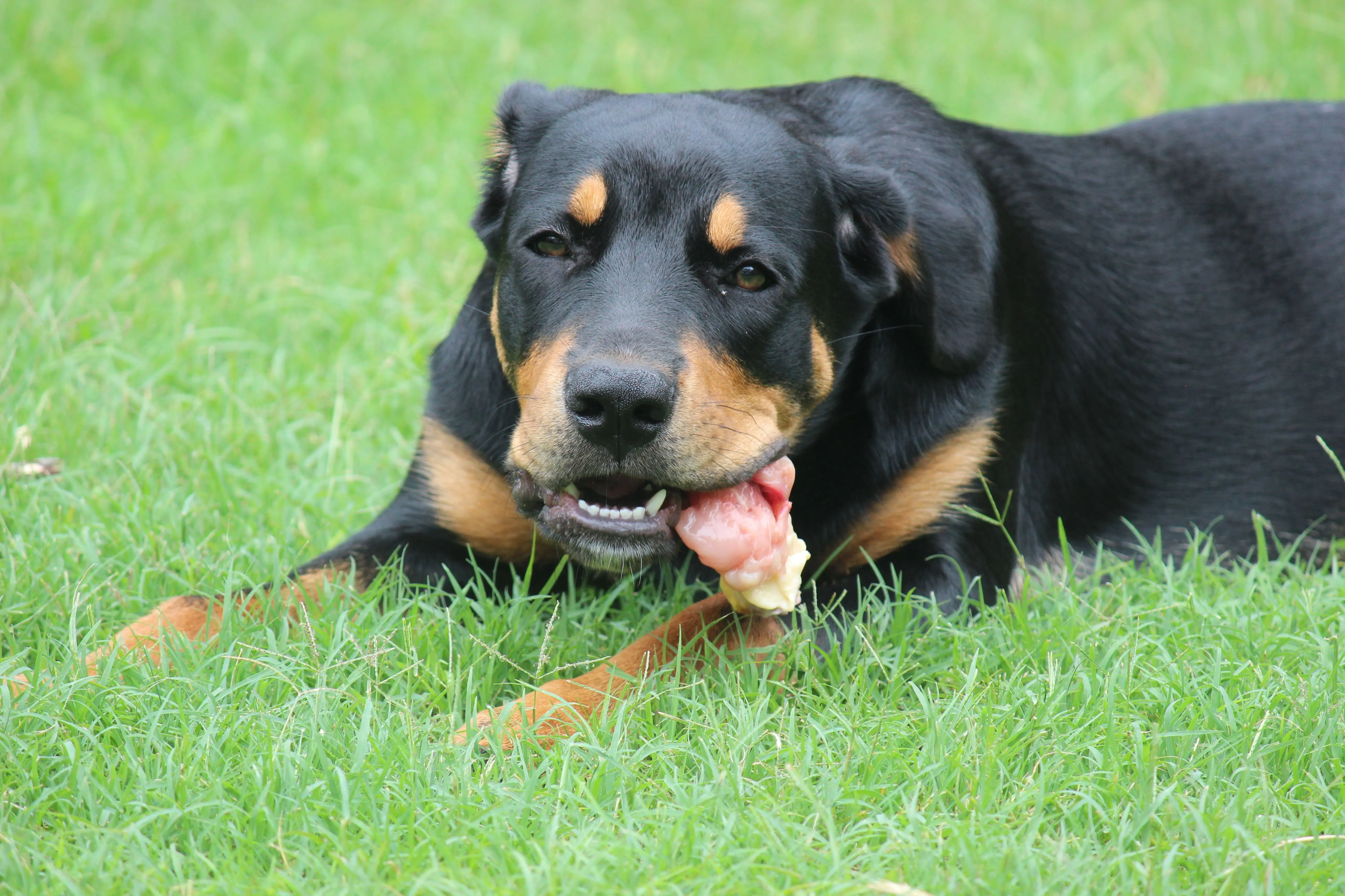 Cómo transformar la alimentación de tu perro con la dieta BARF