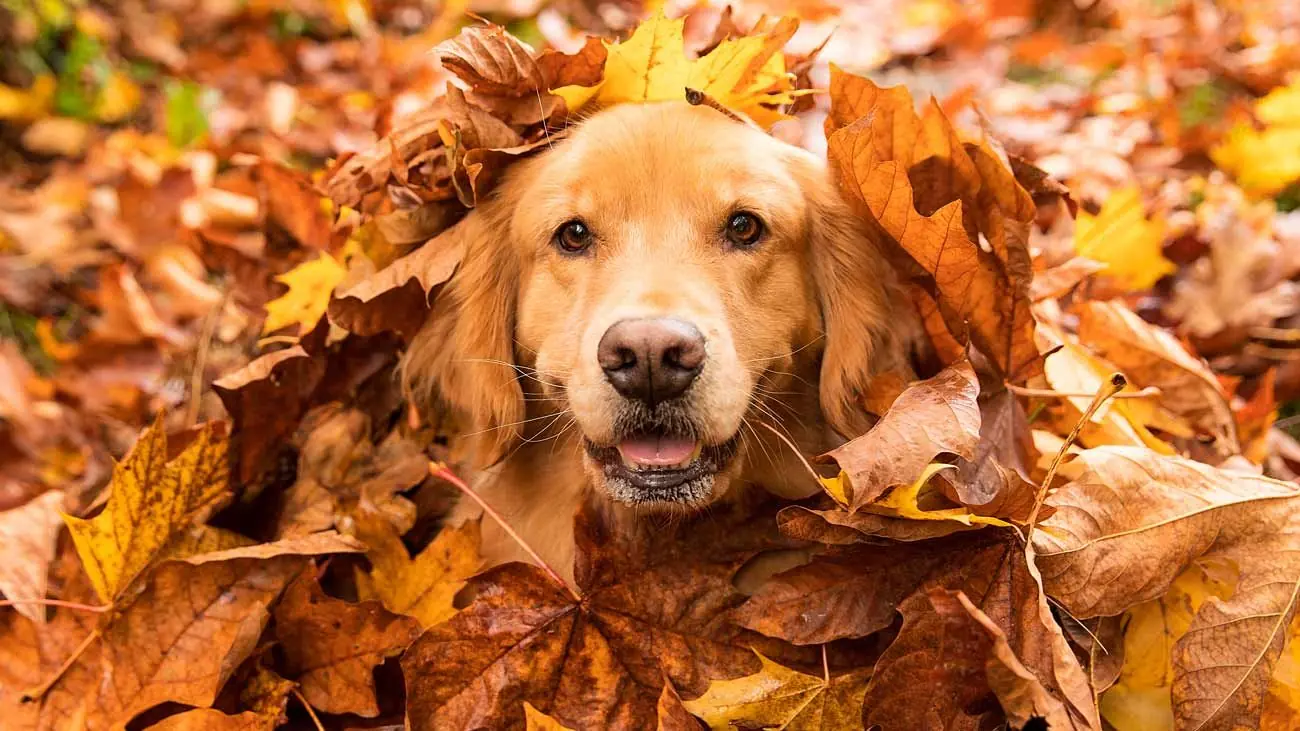 golden retriever dorato