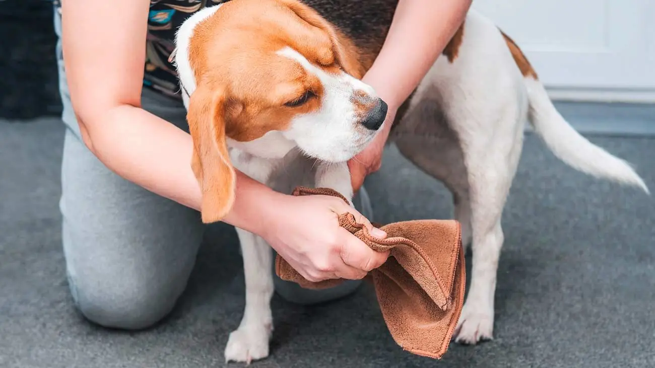 lechage excessif pattes